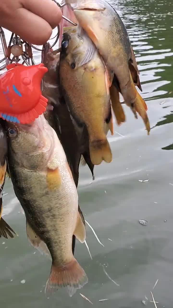 鱸魚,太陽魚,土翹,小軟蟲統統搞定!-度小視