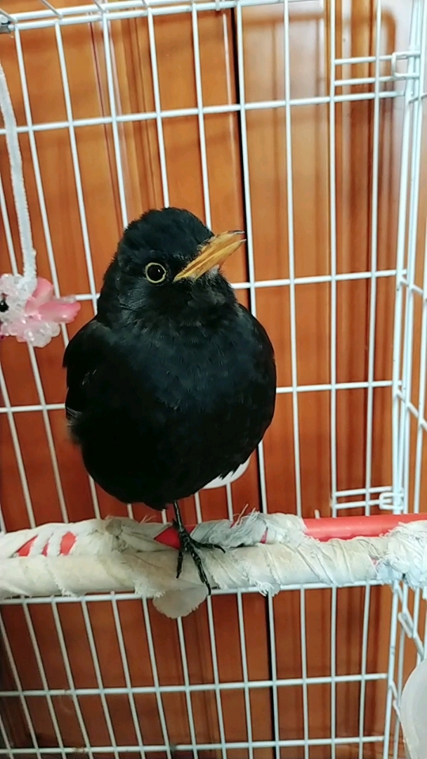 每年换毛前后(秋季)至春节前压口 可以让百舌鸟叫的更好.