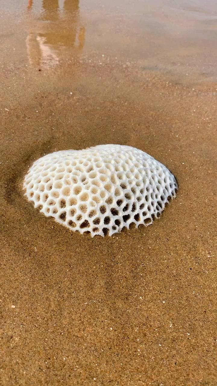 蜂窝珊瑚,非常的漂亮.