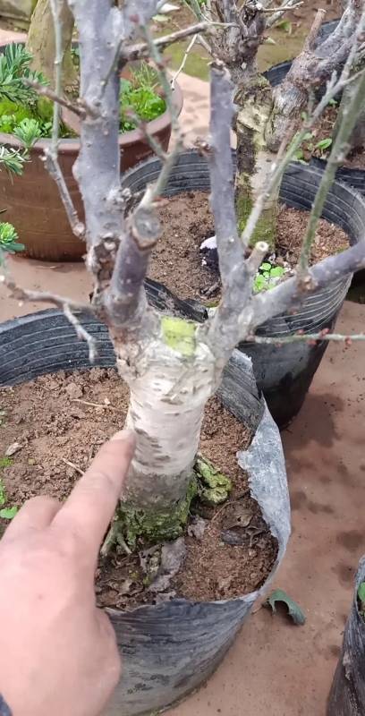 劳动最光荣#桃树嫁接红梅活的最短,最佳是杏树,你能看懂吗?-度小视