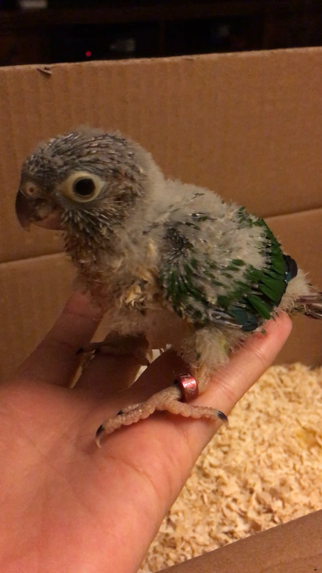 毛蛋小肉球 可爱的鹦鹉小宝宝