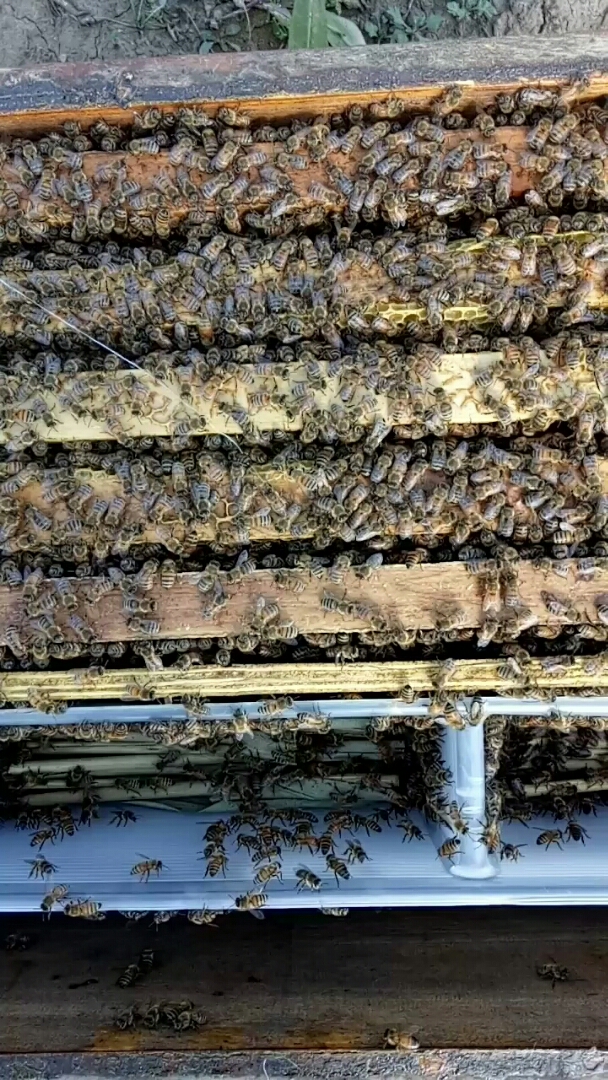 喂越冬食料前最后一次调整蜂路