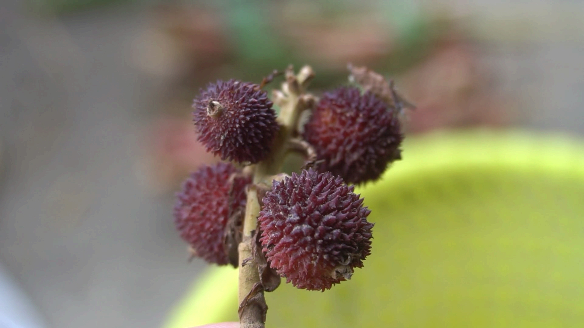 好物推荐#阳春特产春砂仁蜜的秘制方法,你可知道其功效吗?