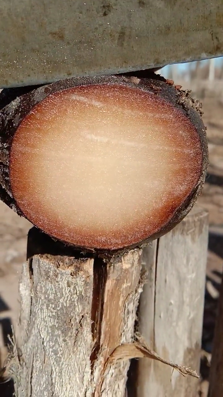 冰梨#你想知道冰梨要怎么吃吗?