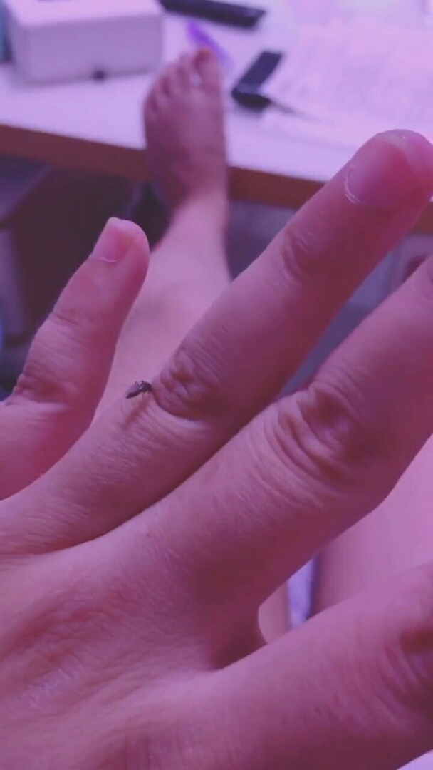 你是怎么说服蚊子让它和你一起拍视频的?