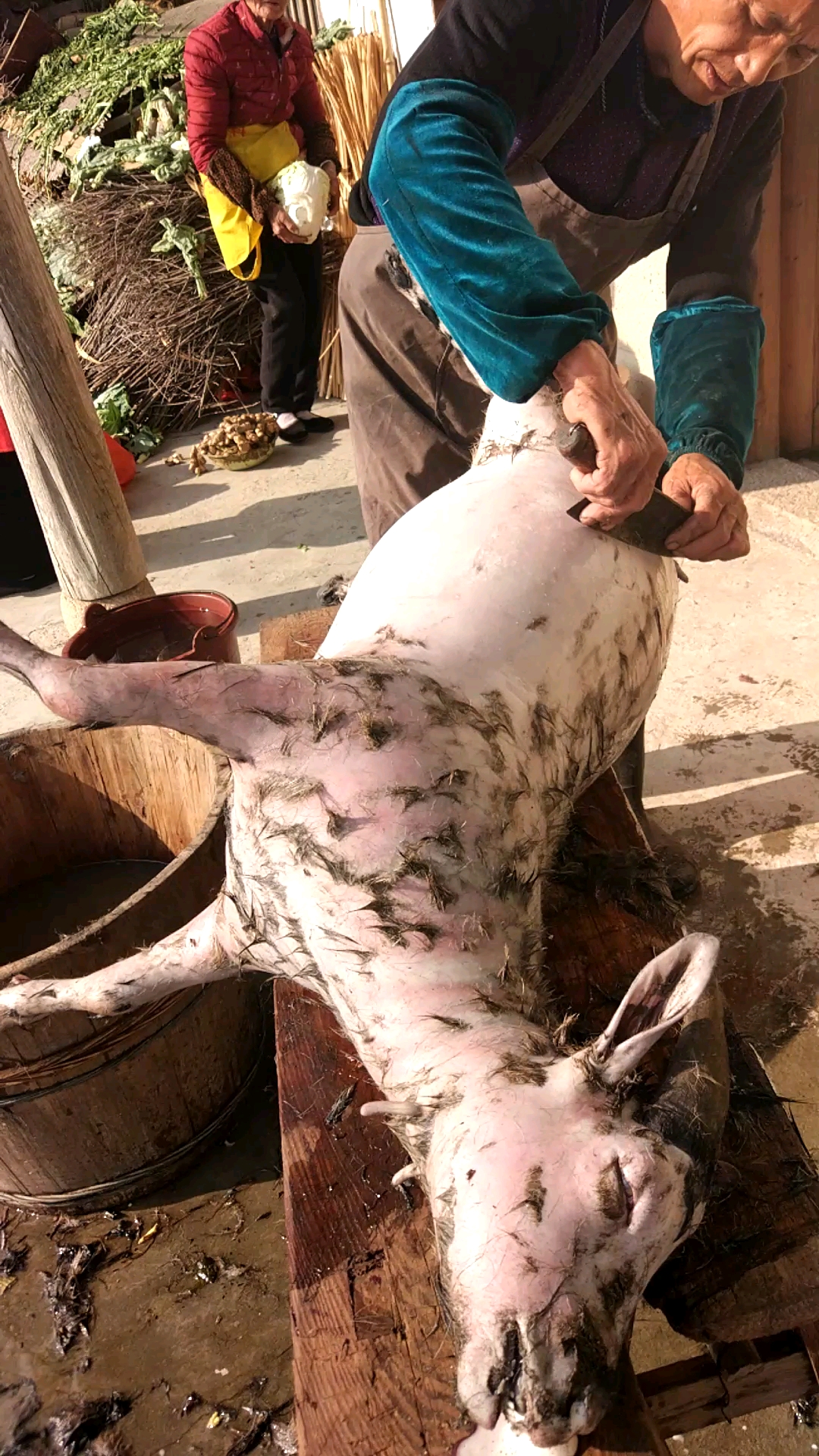 快要憋疯的你#长见识了,羊也可以这样拔毛