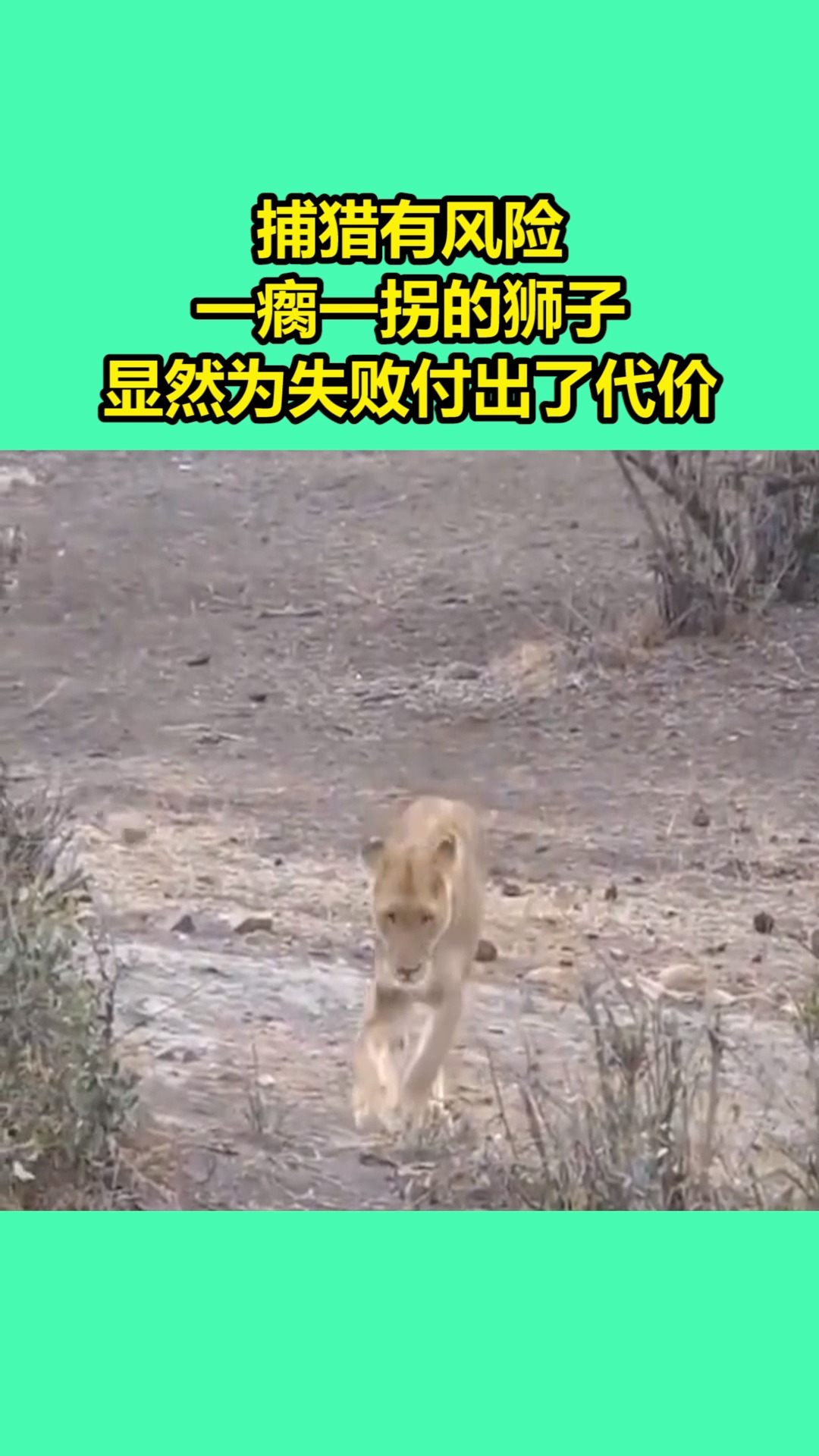 我要上热门凶猛的狮子一瘸一拐的样子让人看了忍不住心疼