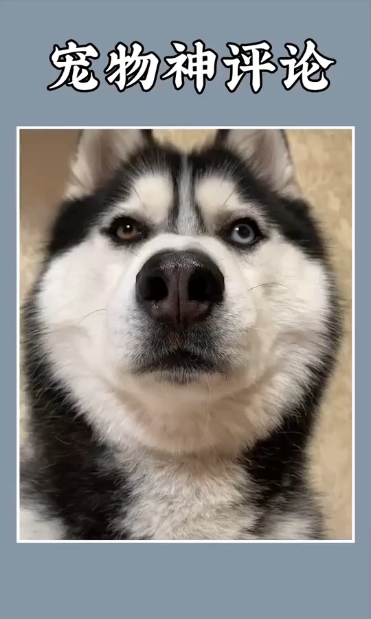 搞笑视频#原相机里的二哈原来这么帅