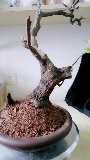 盆景爱好#精品黄栌老桩,九死一生,一枝独秀