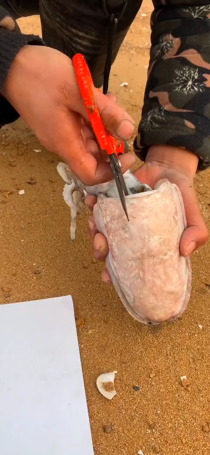 解刨大墨鱼,看看有没有墨汁!