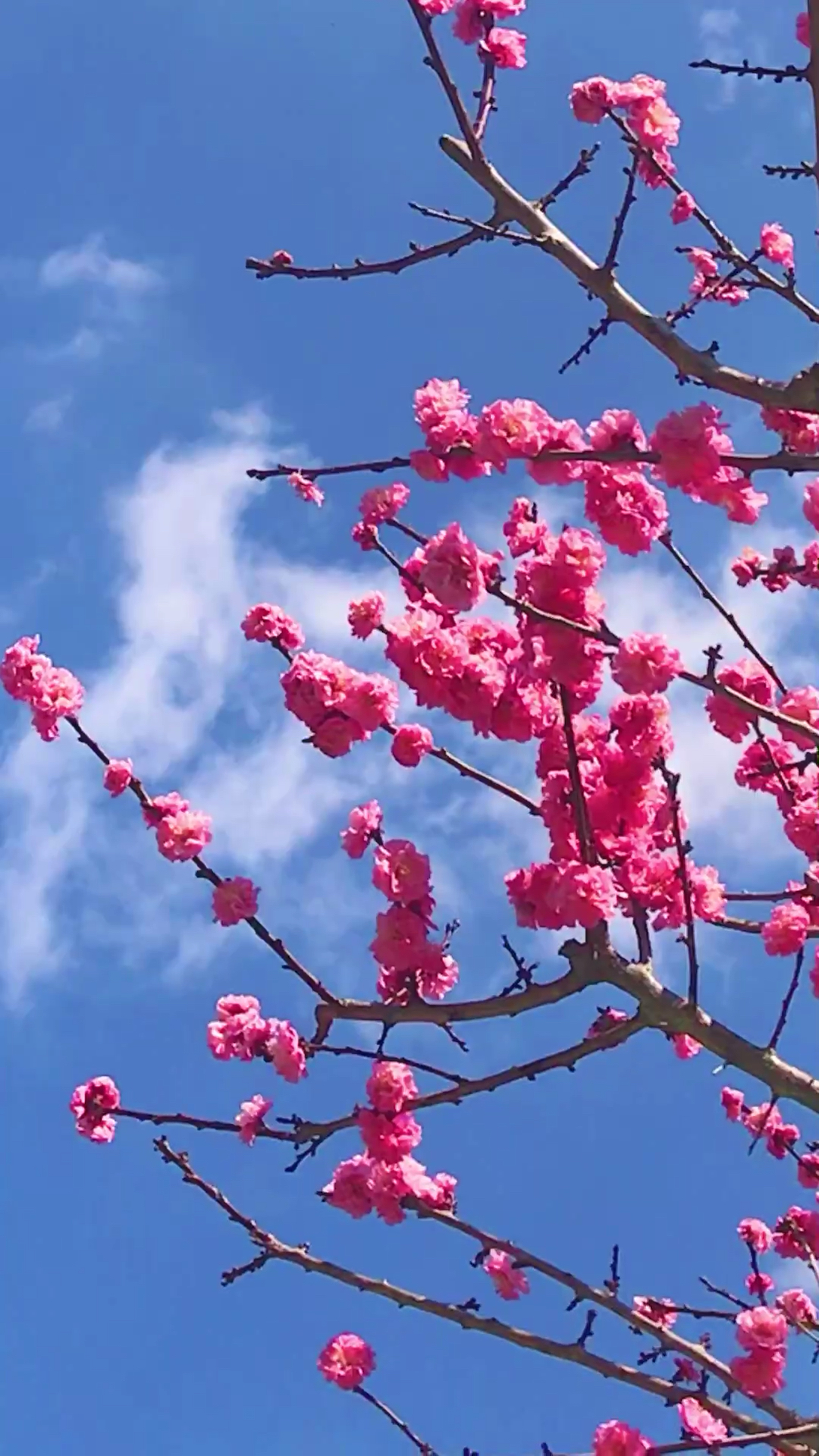 蓝天下的梅花图片图片