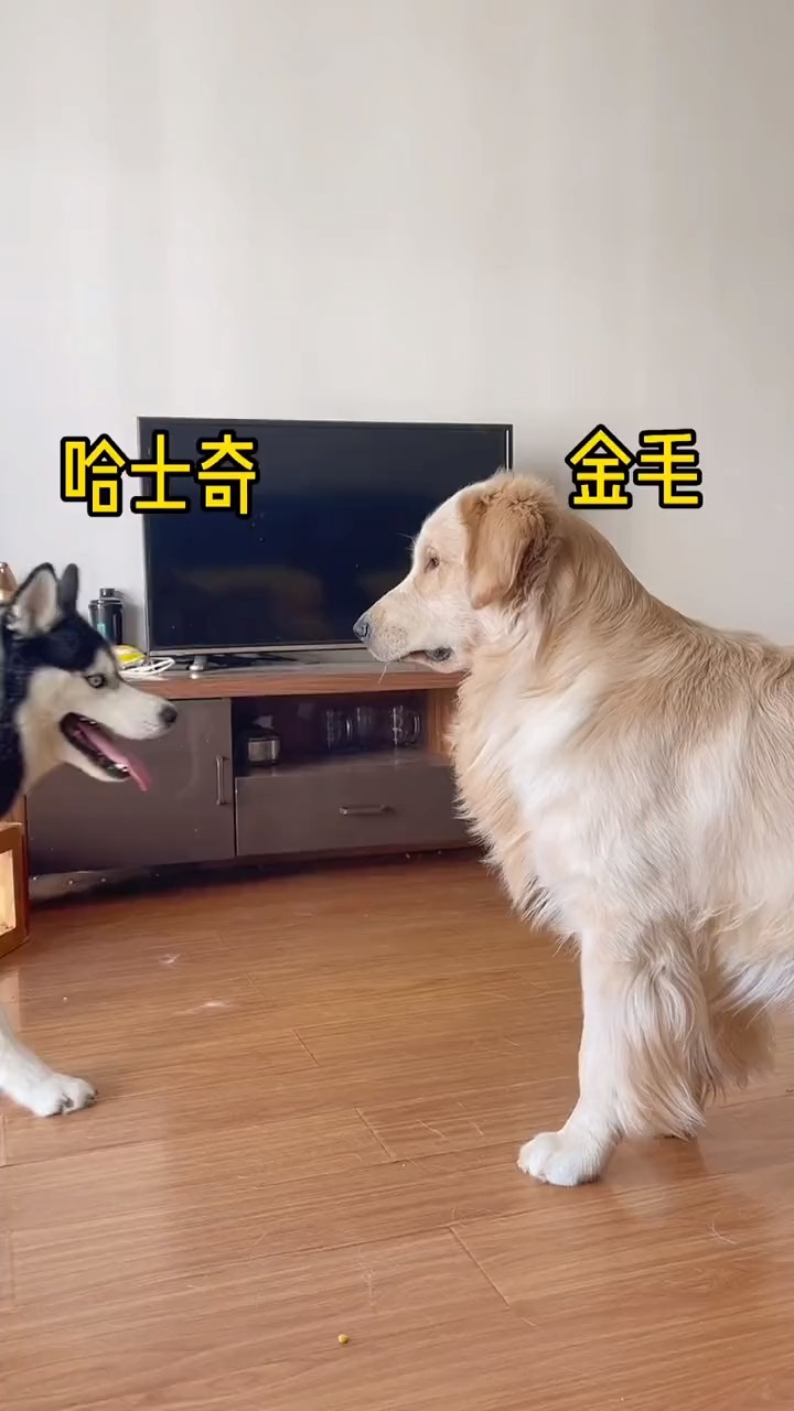 我要上热门金毛和哈士奇谁拆家更厉害呢你会选谁