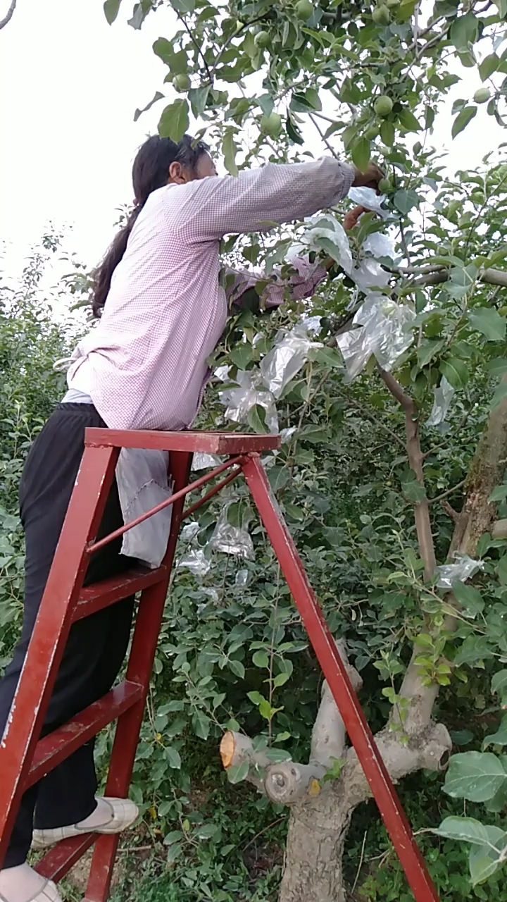 小姑在给苹果套袋,现在农民做什么都要付出才有收获