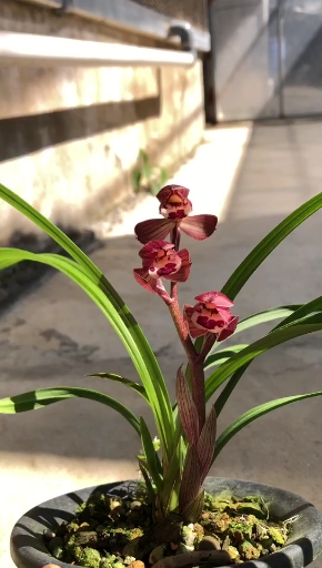 兰花欣赏交流上热门#美了美了,春剑红荷,红艳艳的开!-度小视