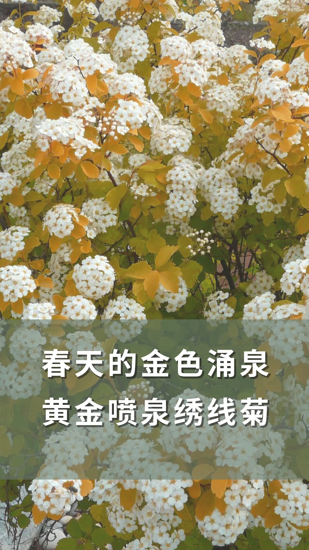 黄金喷泉花期图片