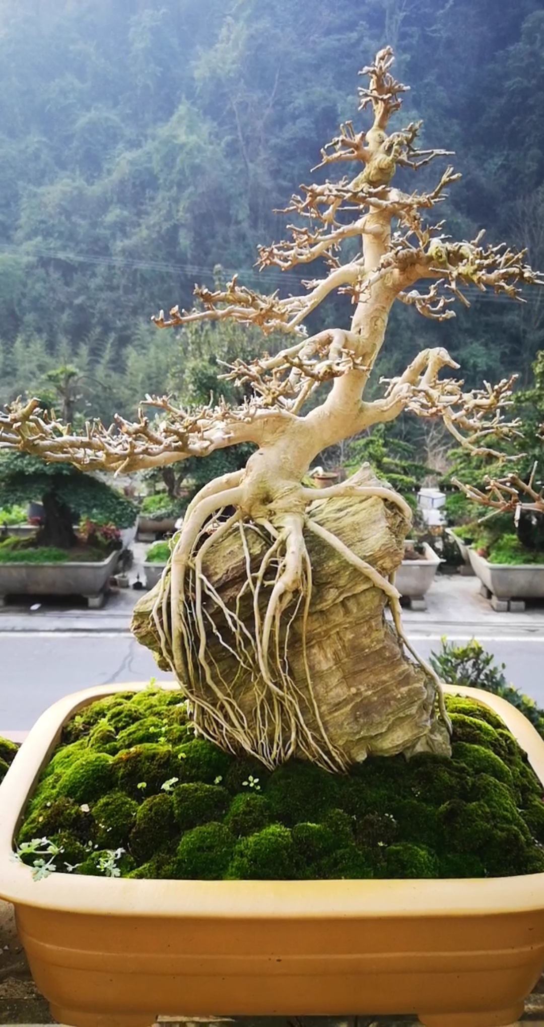 附石对节白蜡