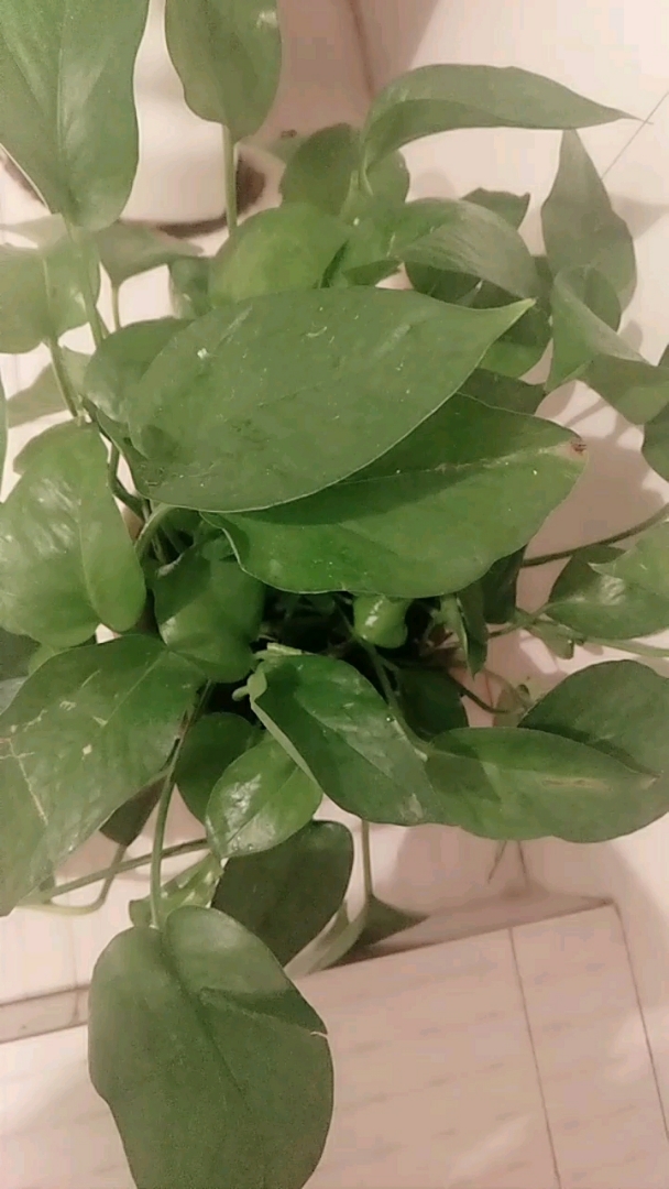 人生就像这植物,每天都有变化,每天都有成长,把不需要的叶子淘汰,把