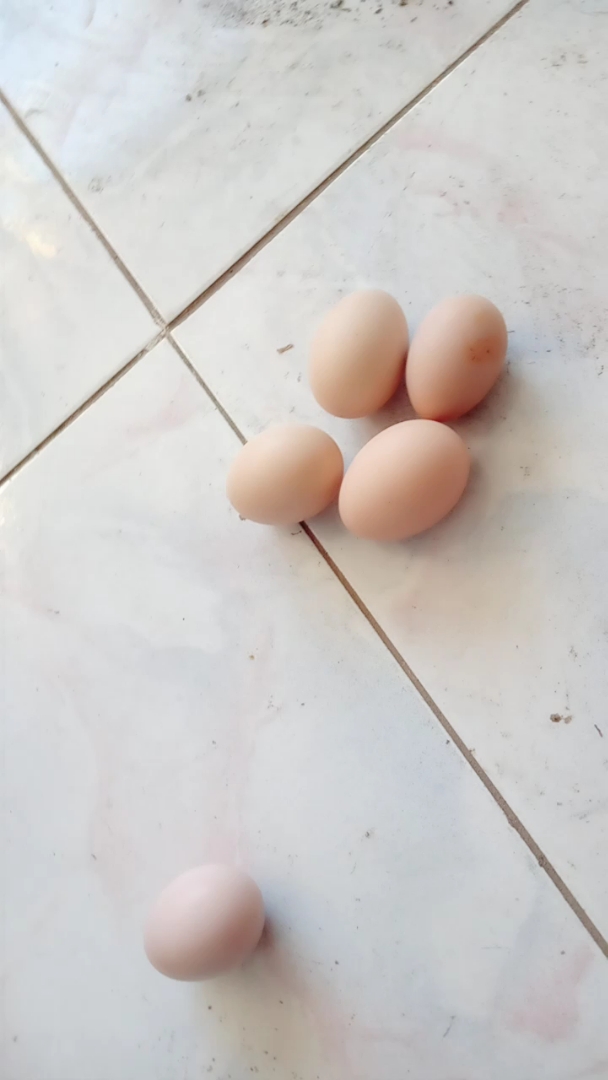 冬天小笨鸡下的蛋,就捡到这几个没冻坏的,剩下的全冻烂了