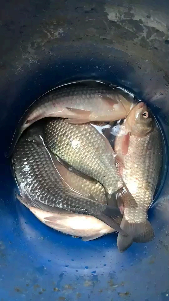 刚刚钓到鱼野生鲫鱼