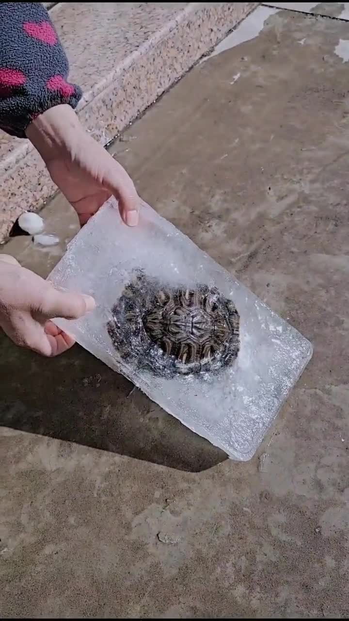 乌龟被冻住了,拿出来还能活吗