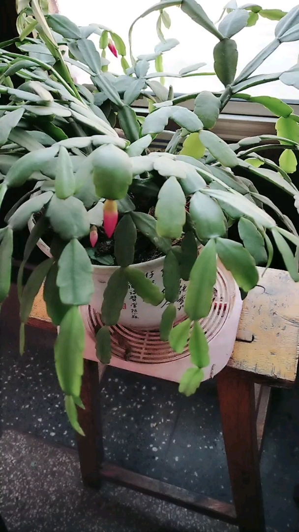 蝎子莲快开花了