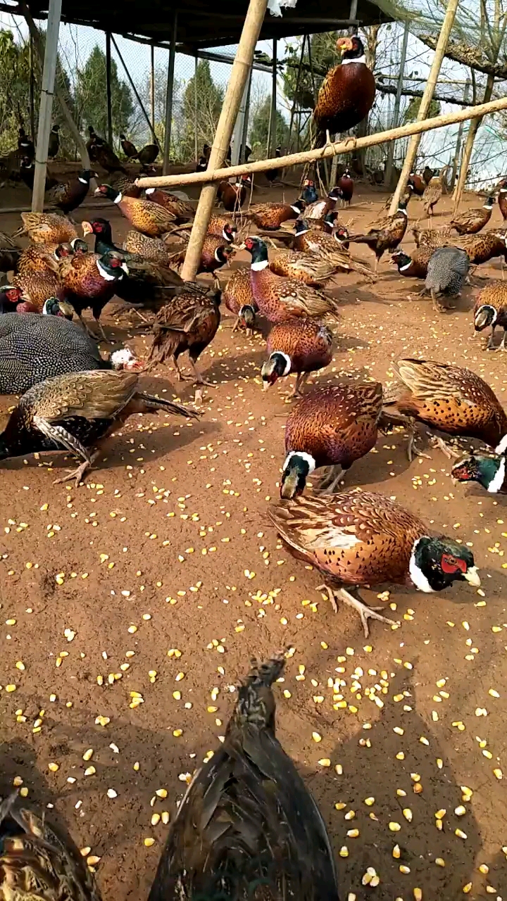 山鸡养殖的成本