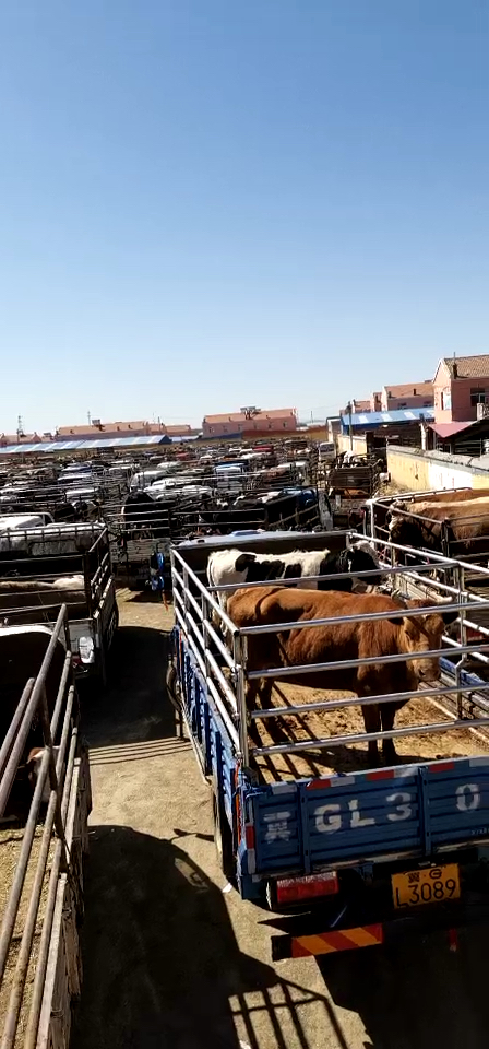 张北牛交易市场开集了
