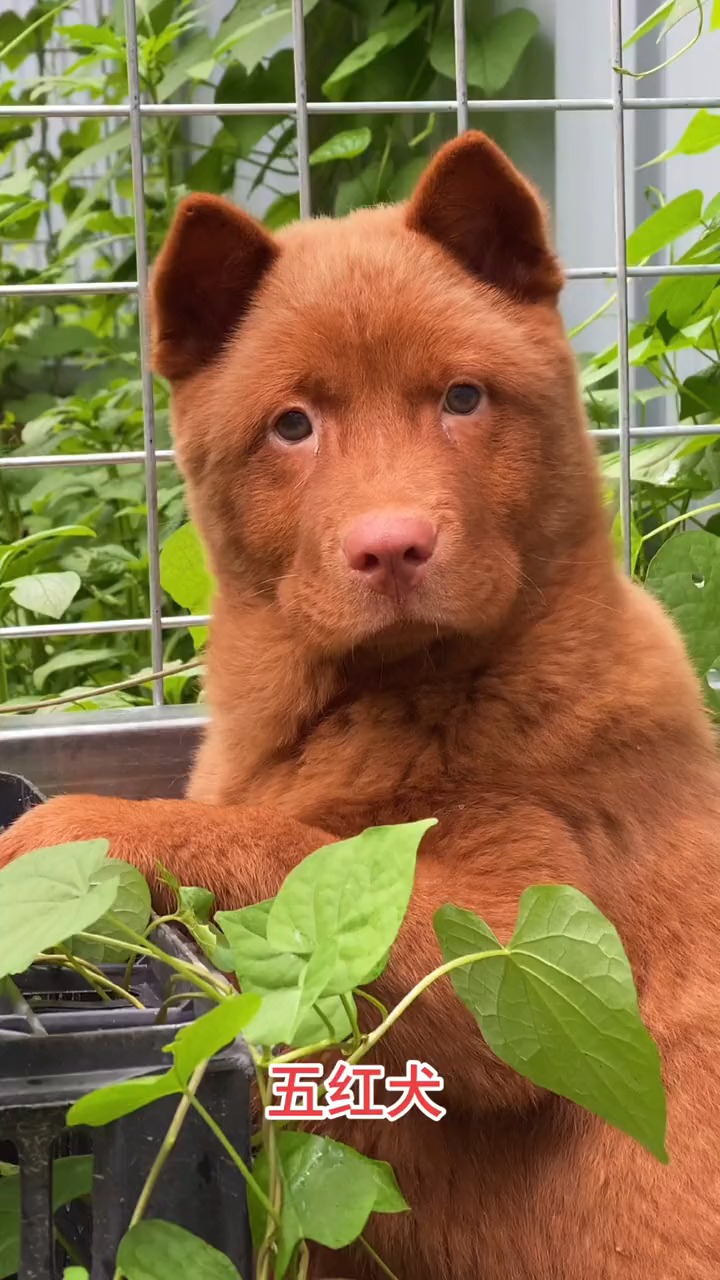 我要上热门#中华上下最古老的犬种,五红犬