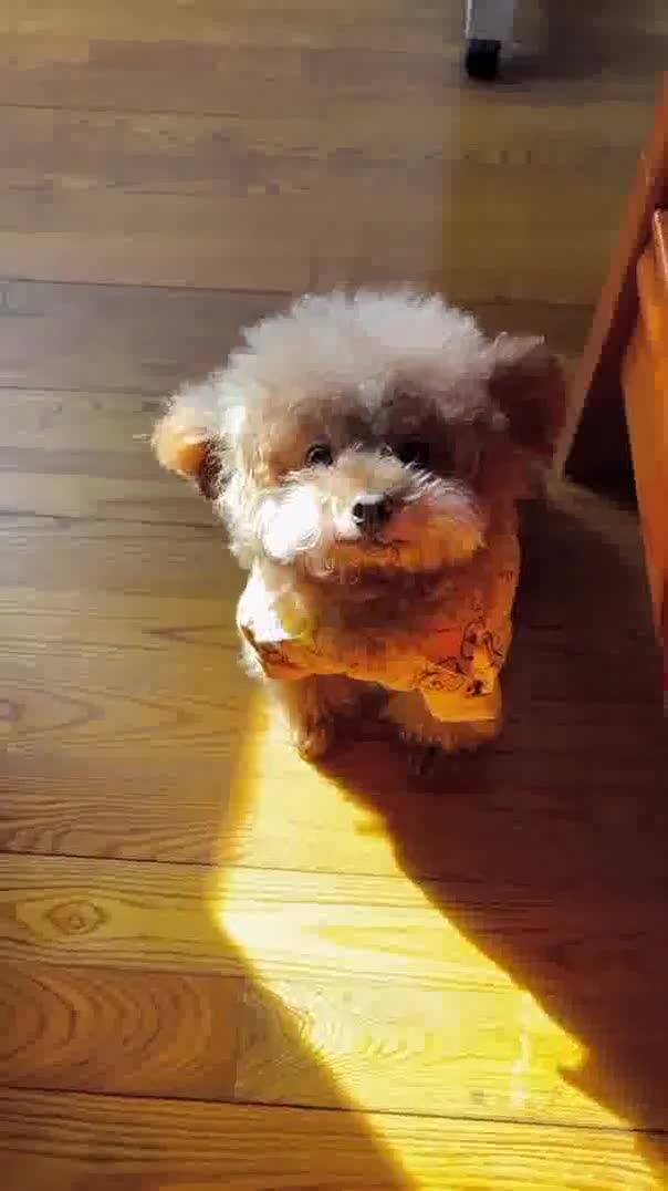 别说话看我耳朵行事王多多飞耳泰迪家有萌宠泰迪