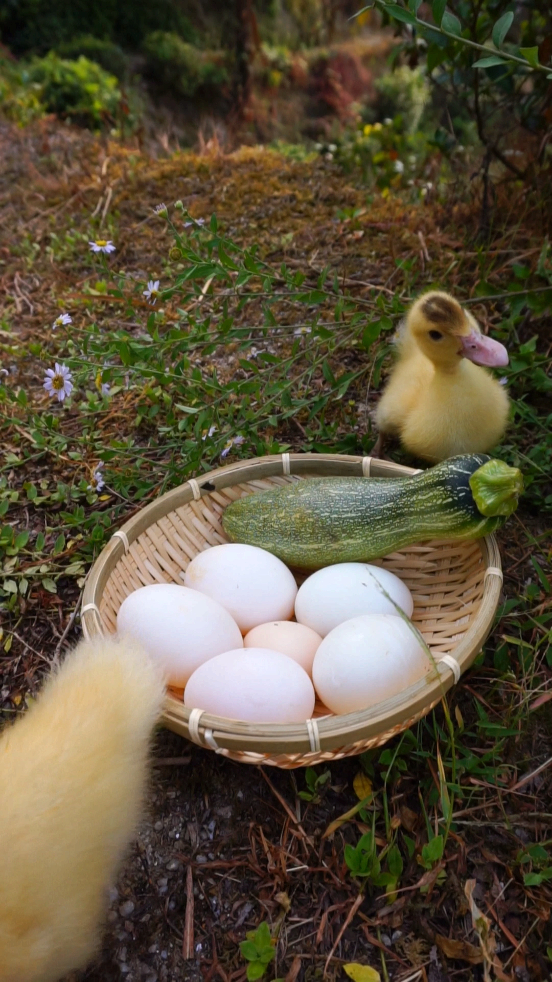 小番鸭:你们什么时候钻出来陪我们俩玩耍呀