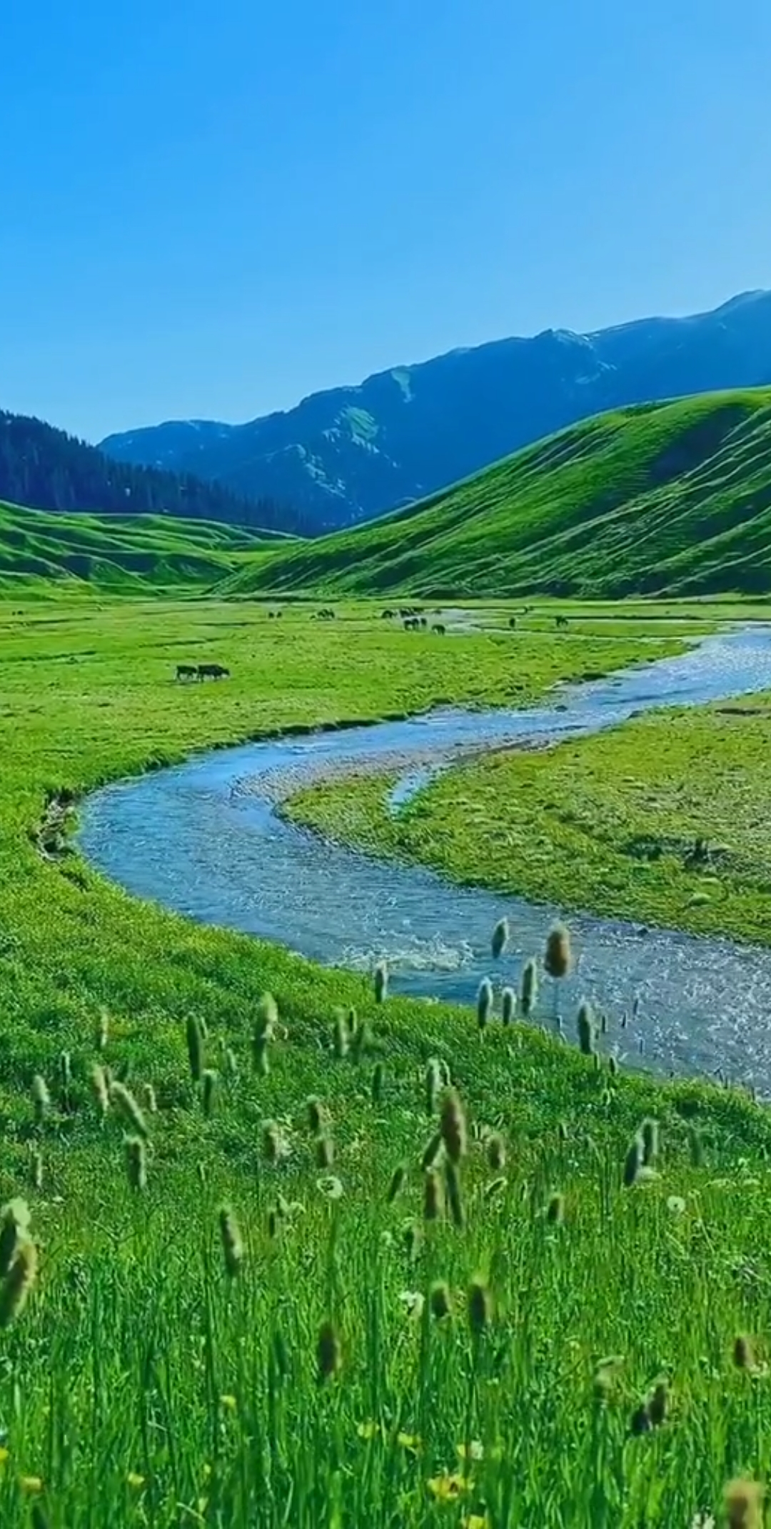 我的私藏景点#绿油油的大草原,清潵的溪水,自由自在的牛羊吃着嫩草让