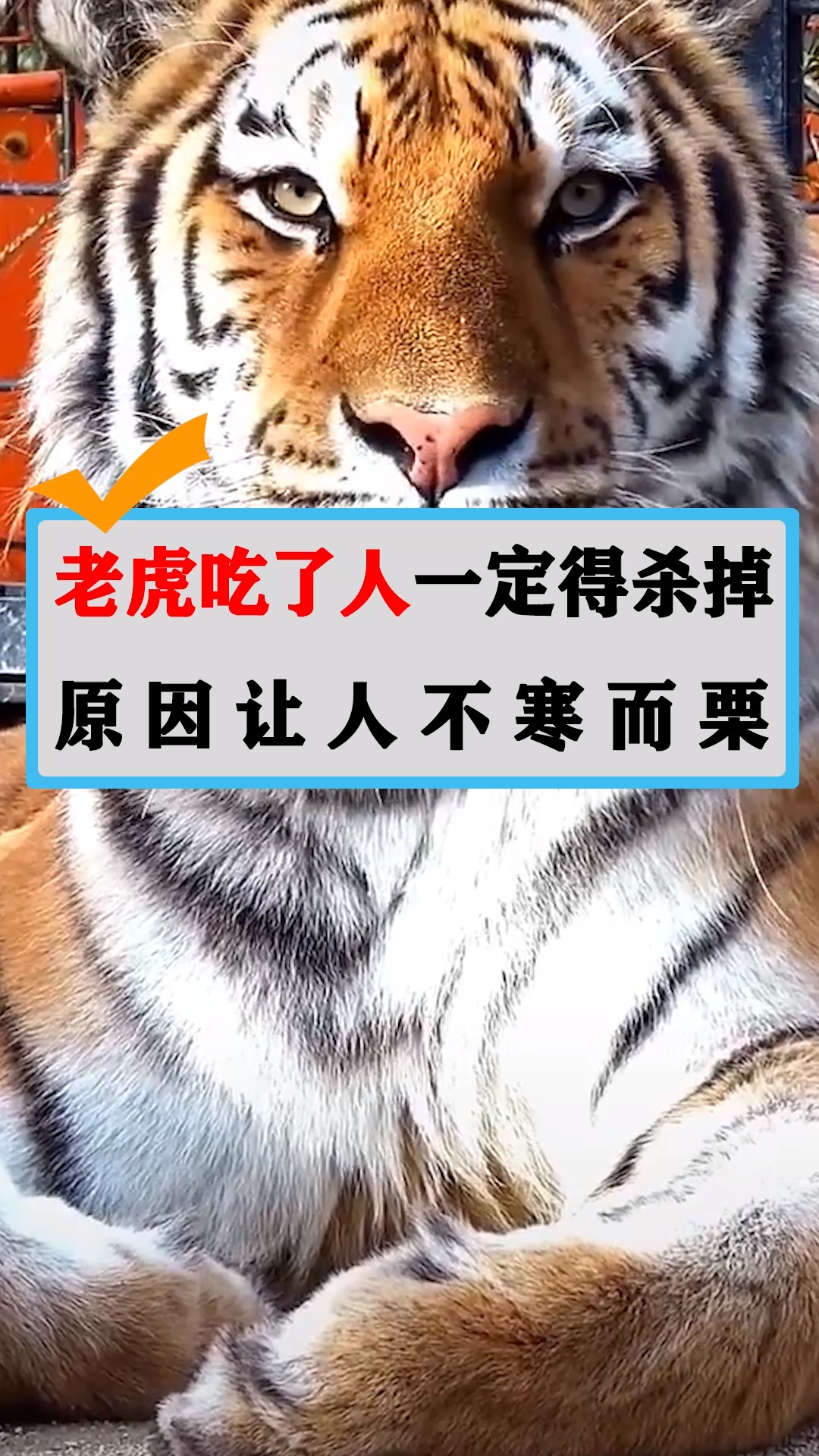 老虎吃了人一定得杀掉,原因让人不寒而栗!