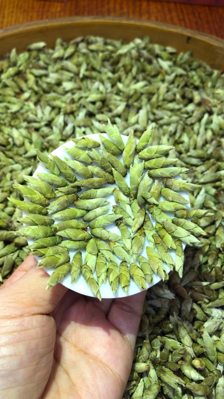 千年老妖:常饮此茶有治痛风,清热解毒,消渴醒脑,软化血管,降血压降
