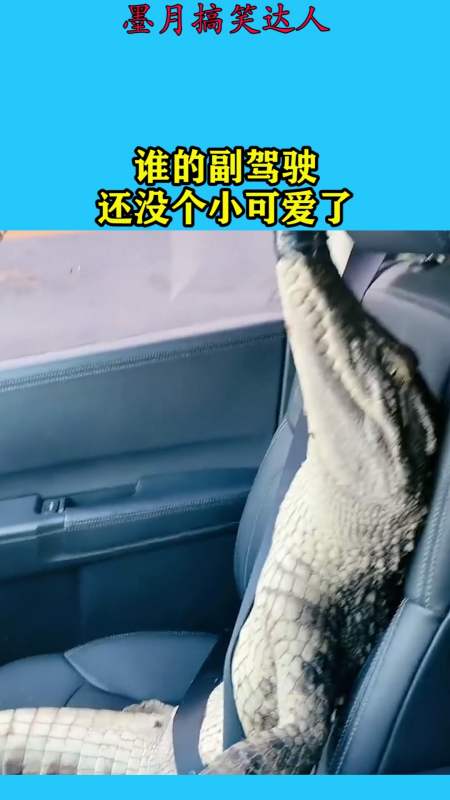 搞笑视频#谁的副驾驶,还没个小可爱了-度小视