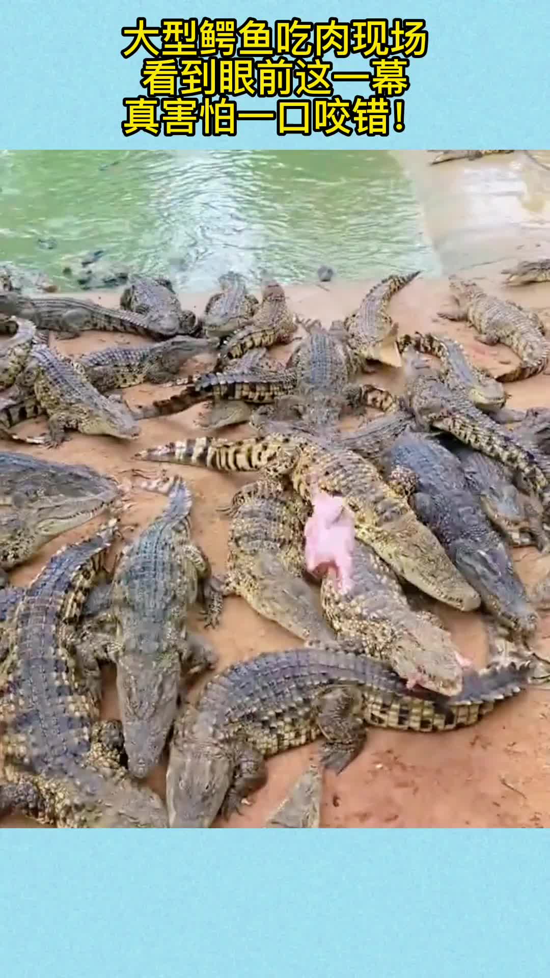 大型鳄鱼吃肉现场,看到眼前这一幕,真害怕一口咬错!