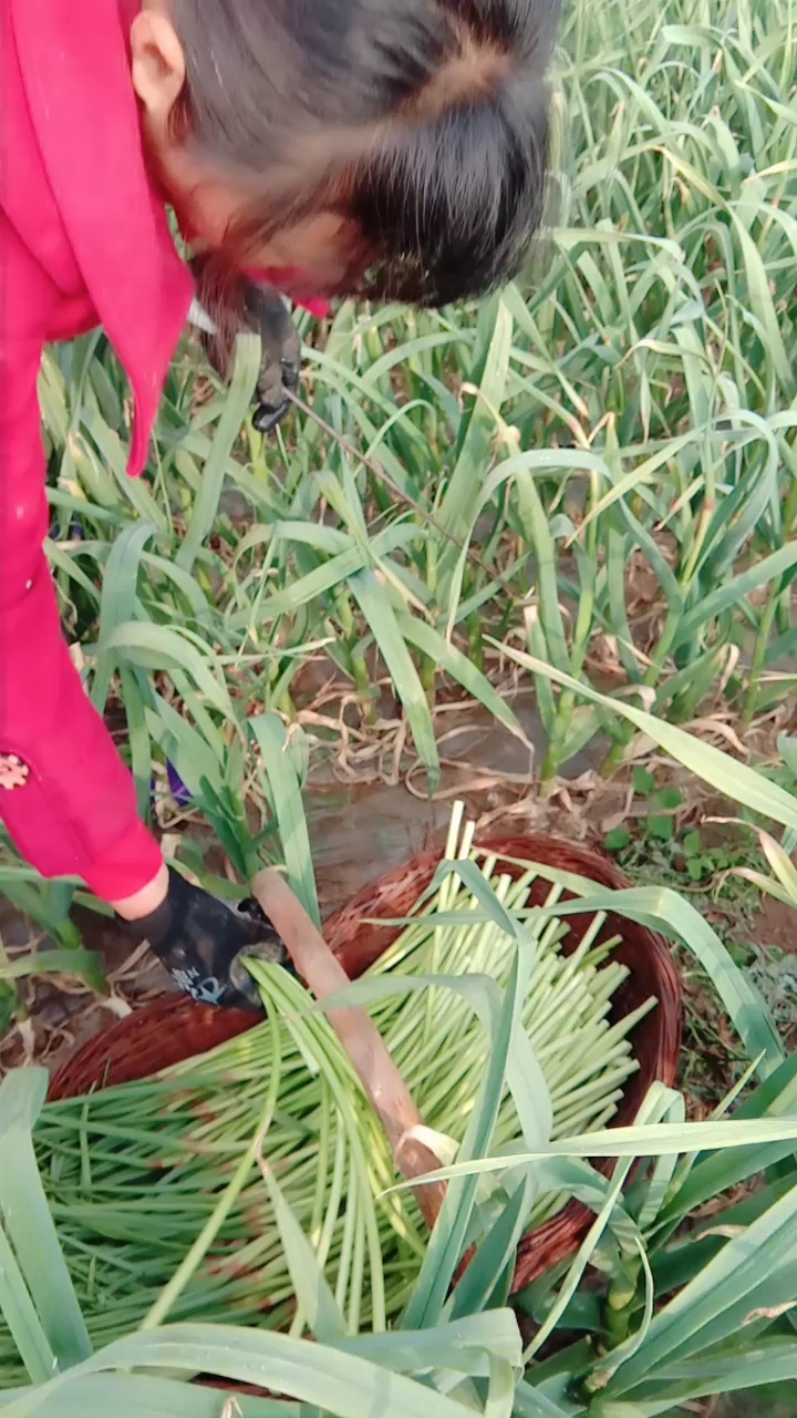 抽蒜苔怎么抽图片