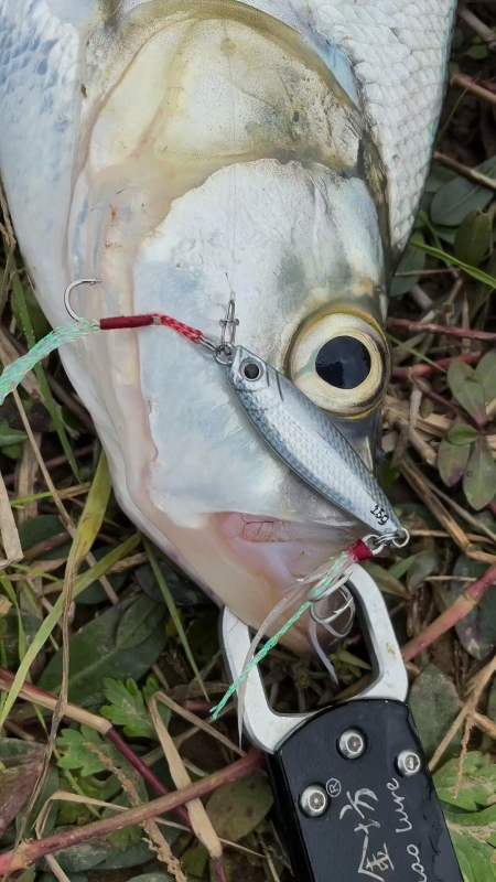 钓鱼#飘落铁板冬季路亚大翘嘴#路亚 #路亚翘嘴 #翘嘴 #路亚野钓 #在