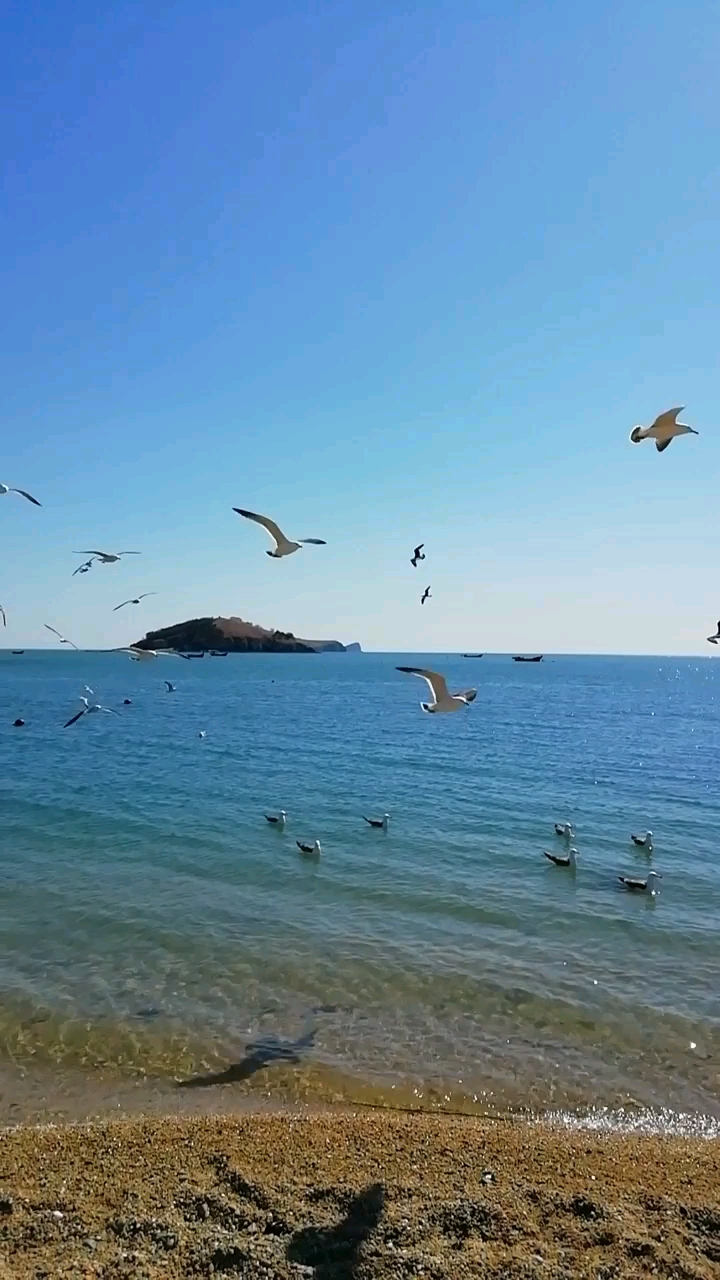 大海海鸥真美