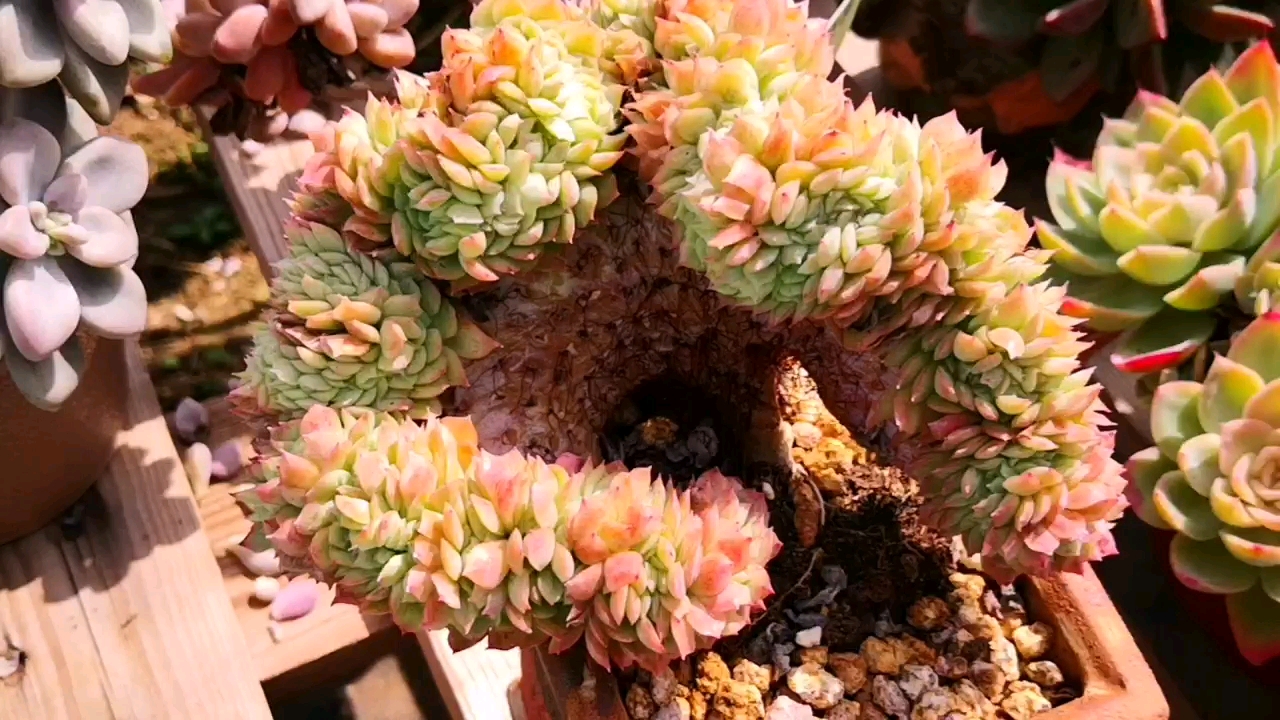 美爆了的月影缀化大老桩,简直就是一件富有生命的艺术品!