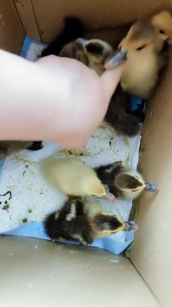 朋友送我九只可爱的鸭,名字都已经取好,希望你们每个都能茁壮成长