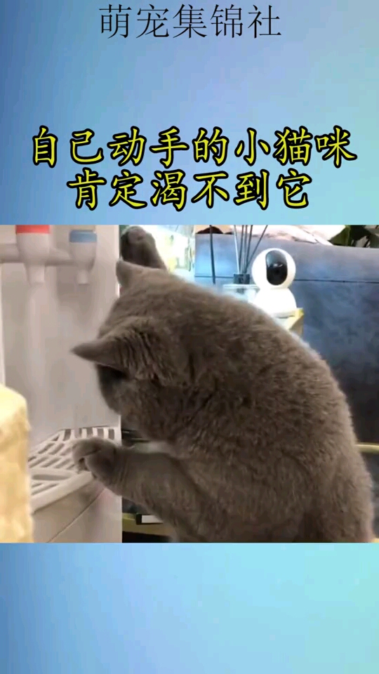 自己动手的小猫咪肯定渴不到它