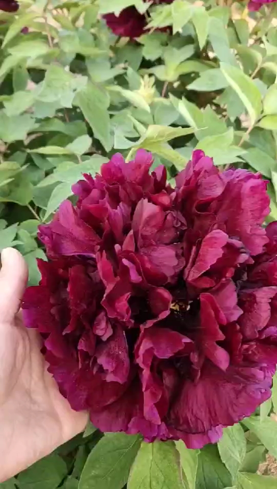 垃圾分类#新品黑夫人 黑色系牡丹-度小视