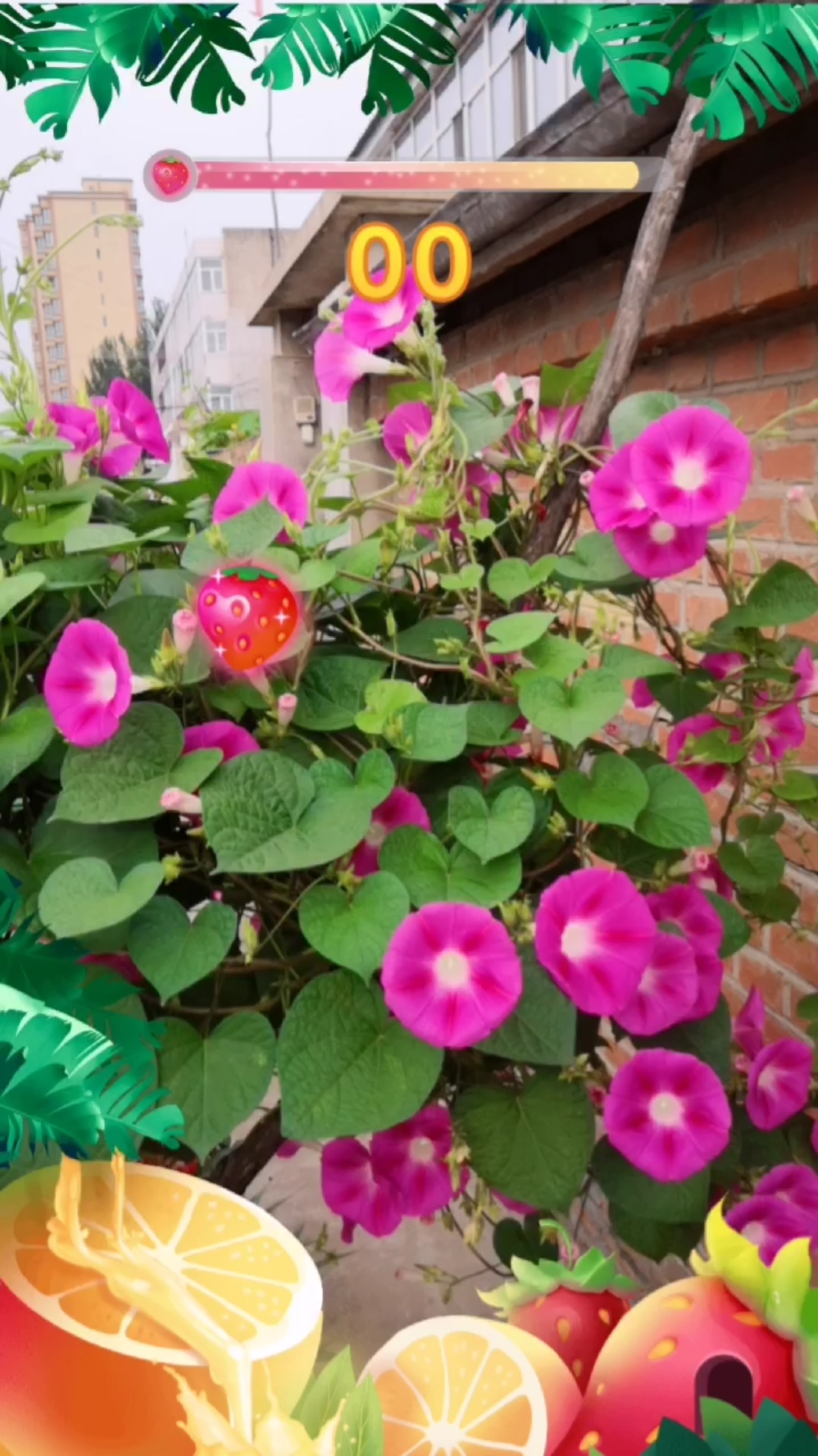 夕颜又称牵牛花!