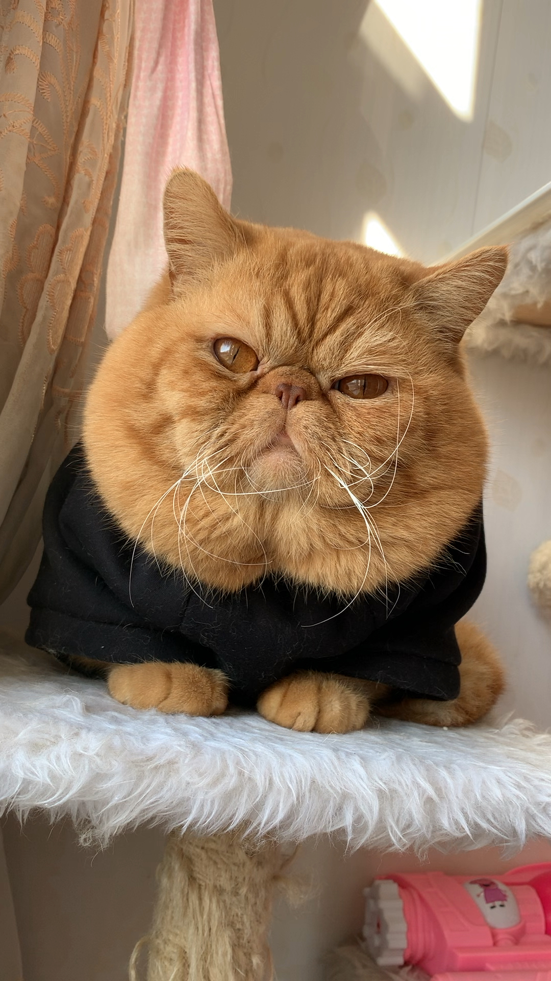 大脸太圆加菲猫胖橘