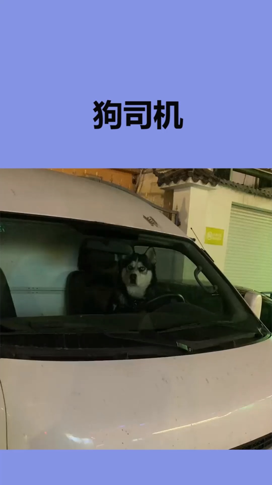 我家萌宠成精了#二哈:看什么看,没见过狗开车的吗