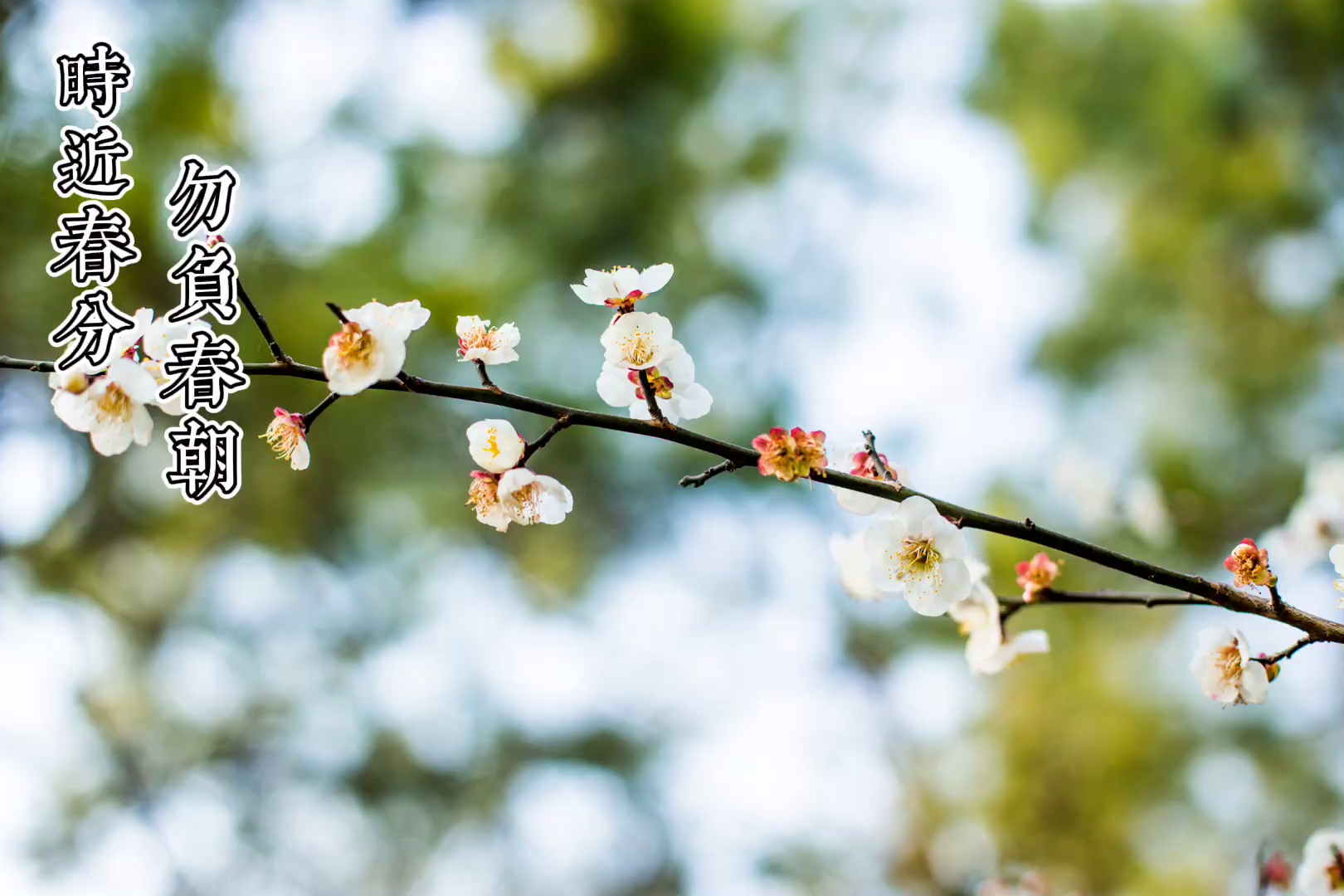樱花浪漫几多时,恰是微醺春分日