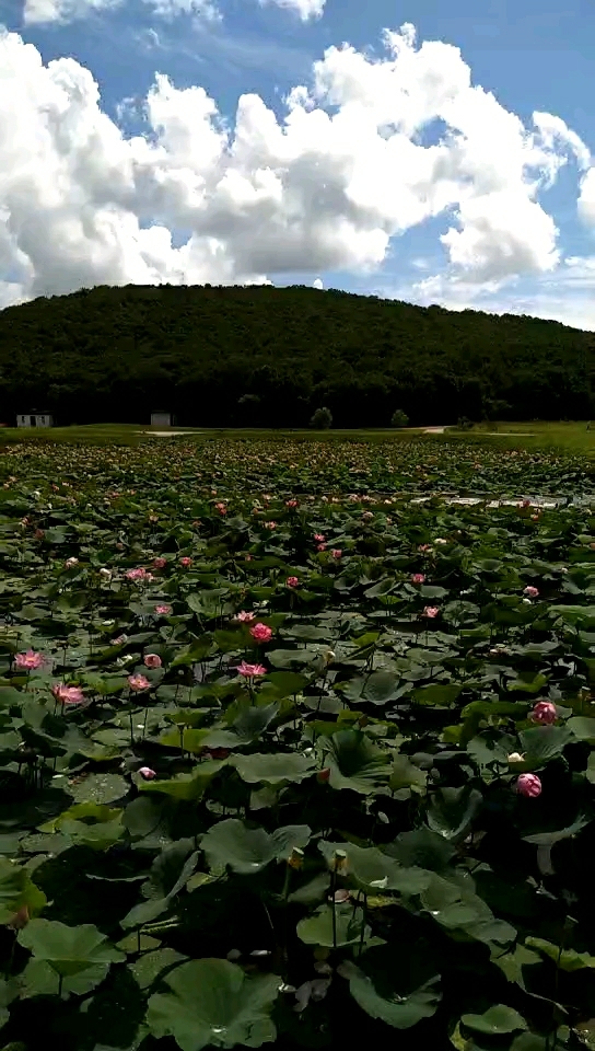 鹿鸣山庄荷花池