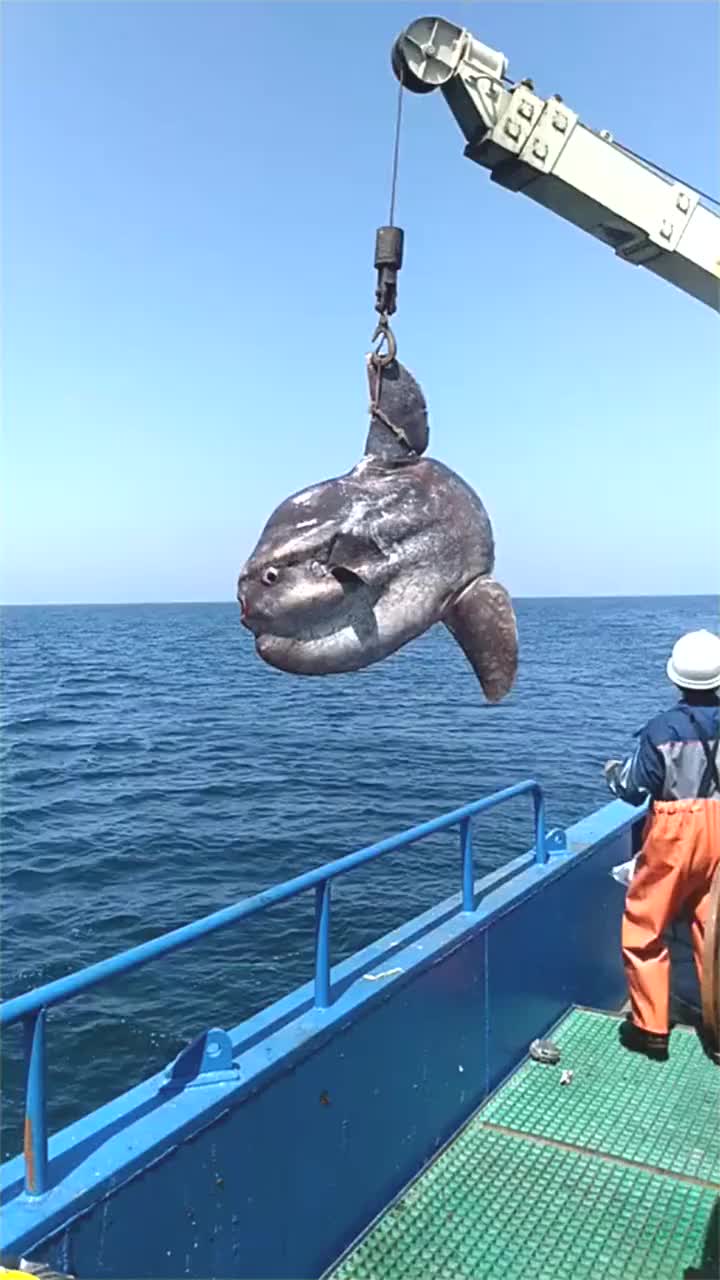 深海捕鱼,捕到超级大的鱼,但是却好心放生了,传递正能量