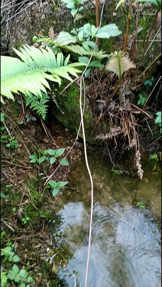 千年山井,清澈见底,水也甜