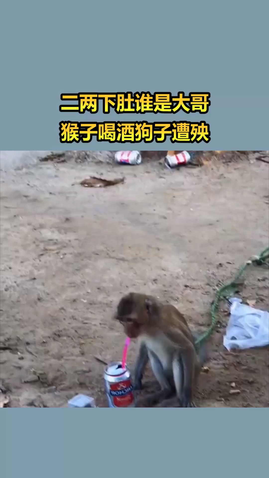 我要上热门二两下肚谁是大哥猴子喝酒狗子遭殃